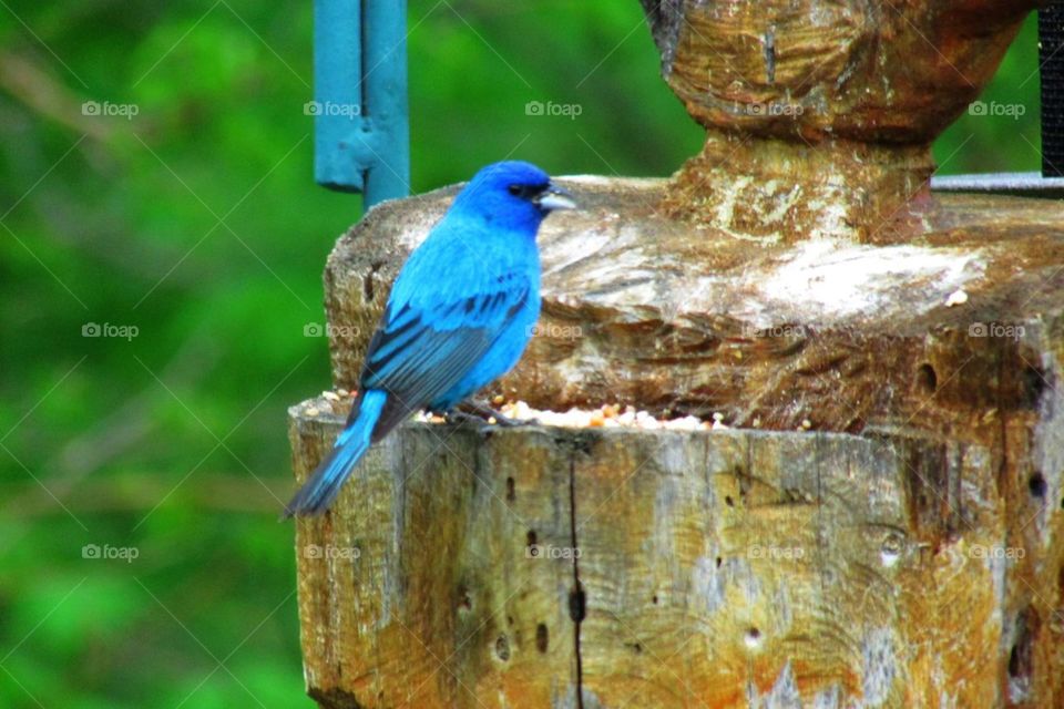 Indigo Bunting