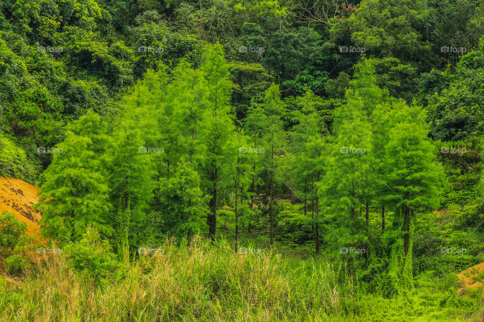 A group of Trees aligned in a part of a Dried Lake with greenish natures color.