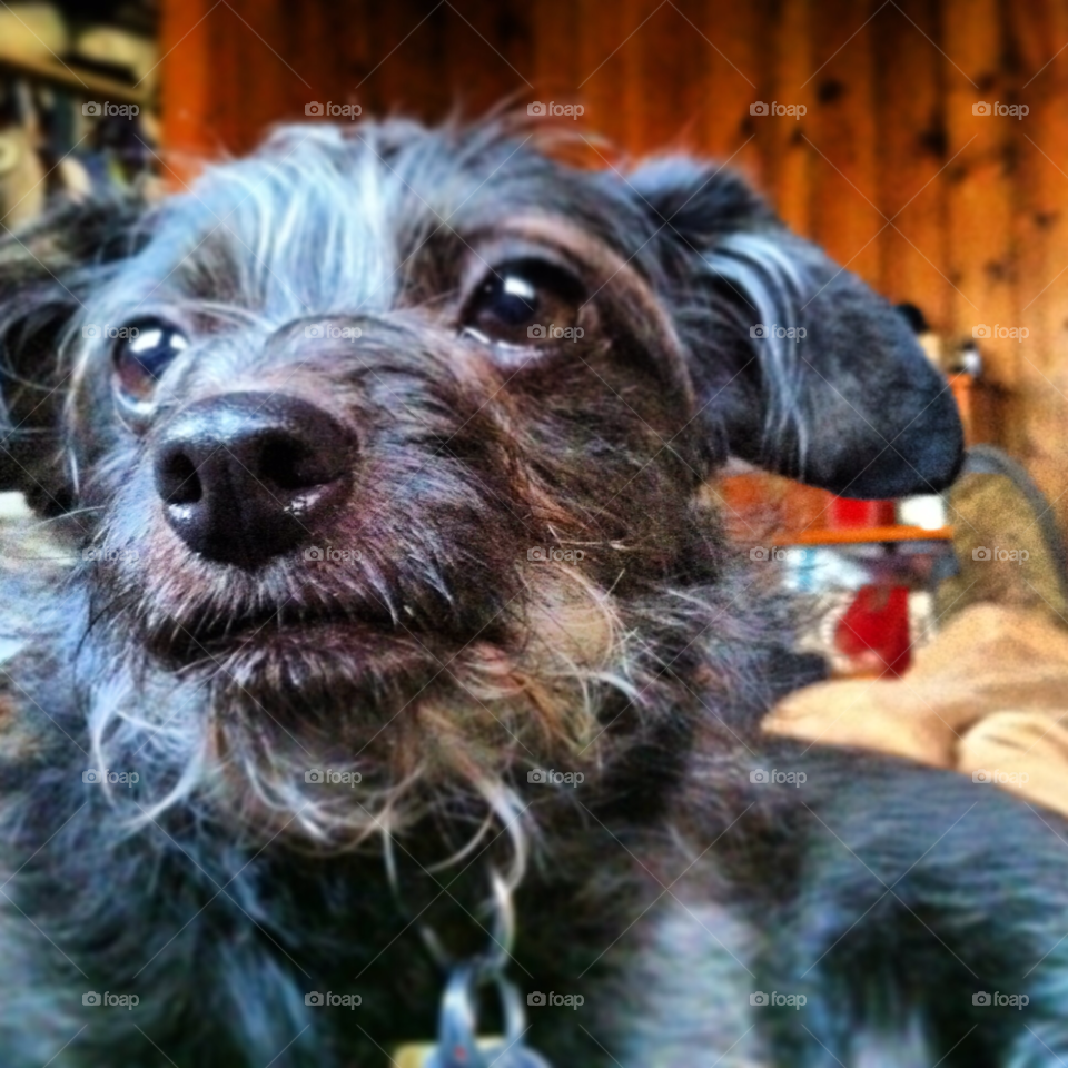 Dog, Pet, Animal, Mammal, Domestic