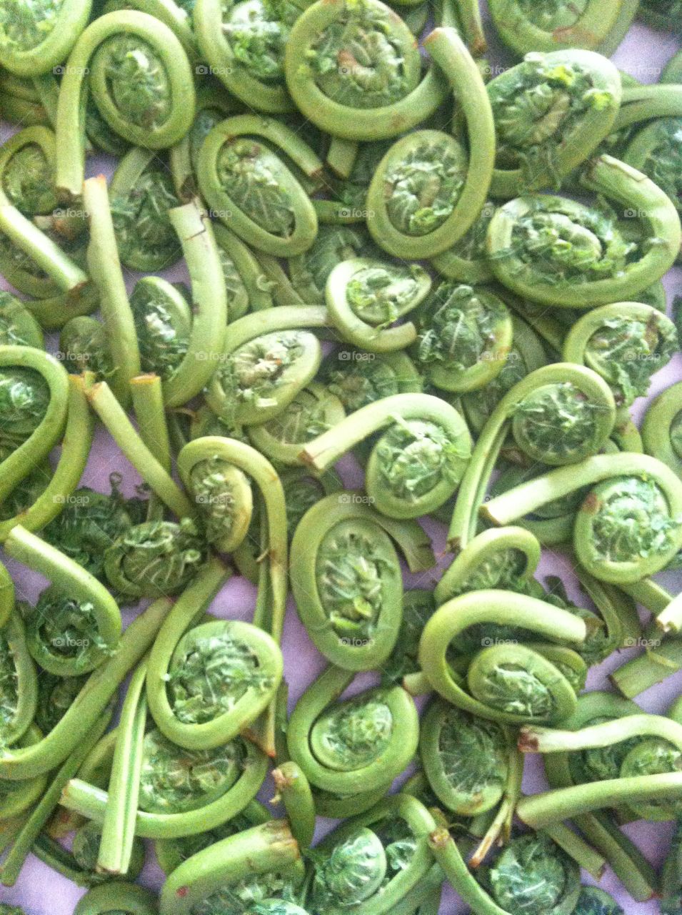 Fiddlehead ferns 