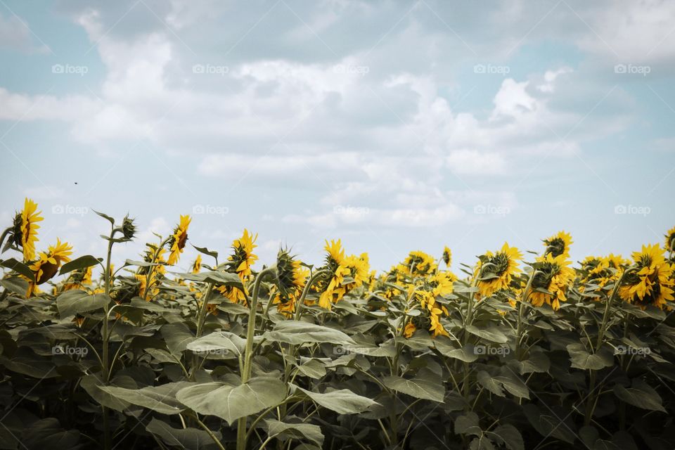 Sunflowers 