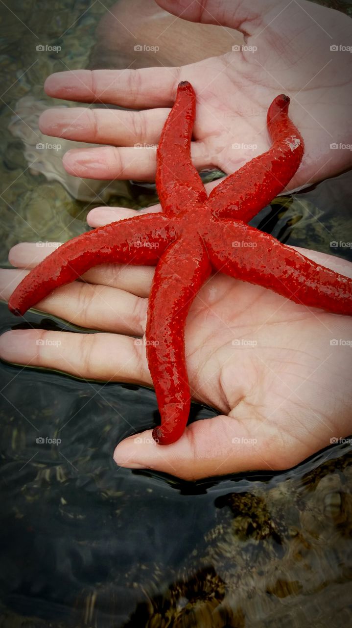 red starfish