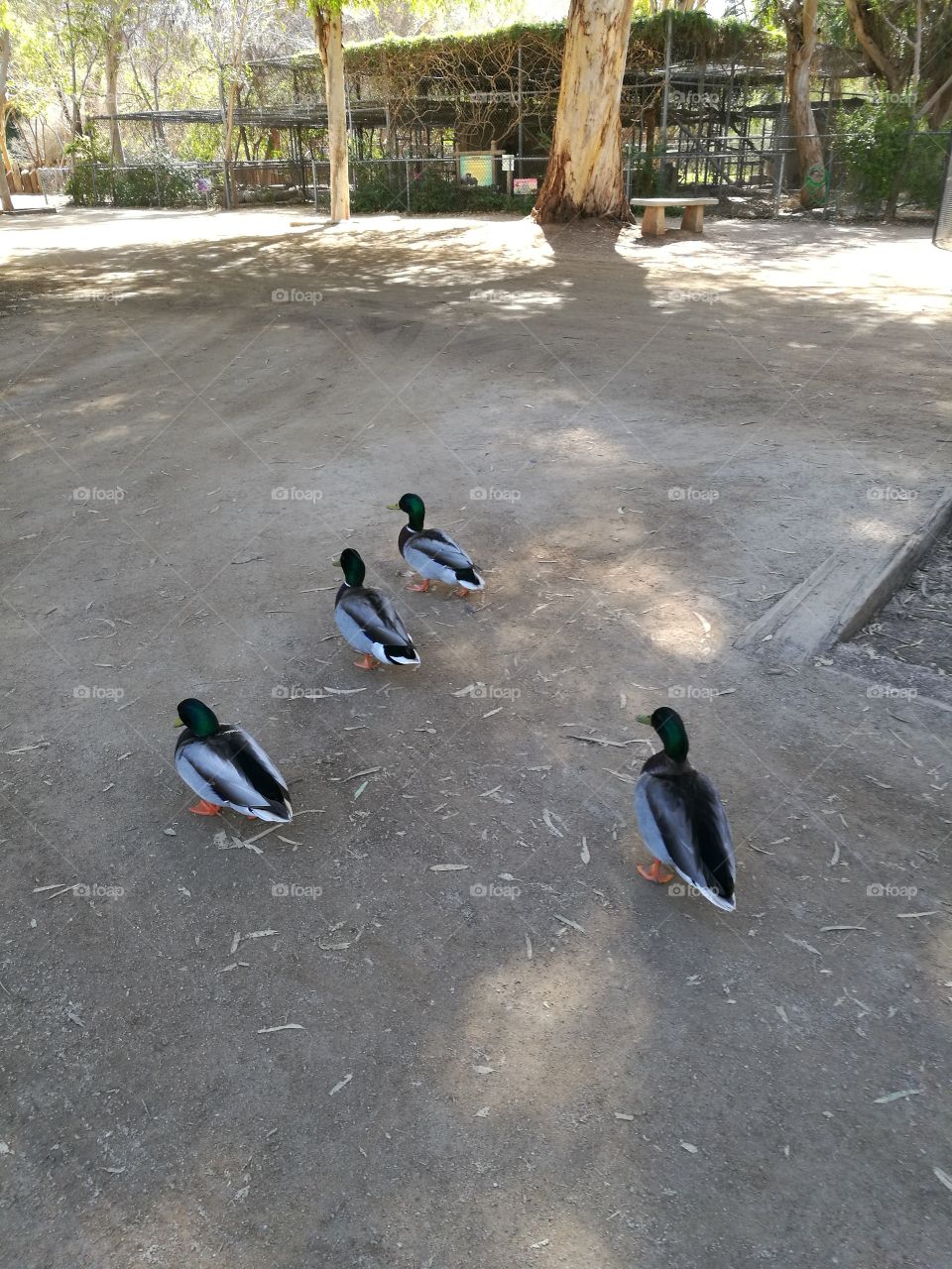 Four cute ducks walking in the zoo.