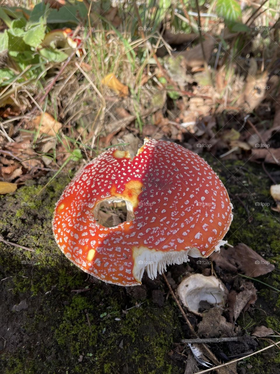 Colourful Nature Shot … I wonder who nibbled this toadstool ?  🍄