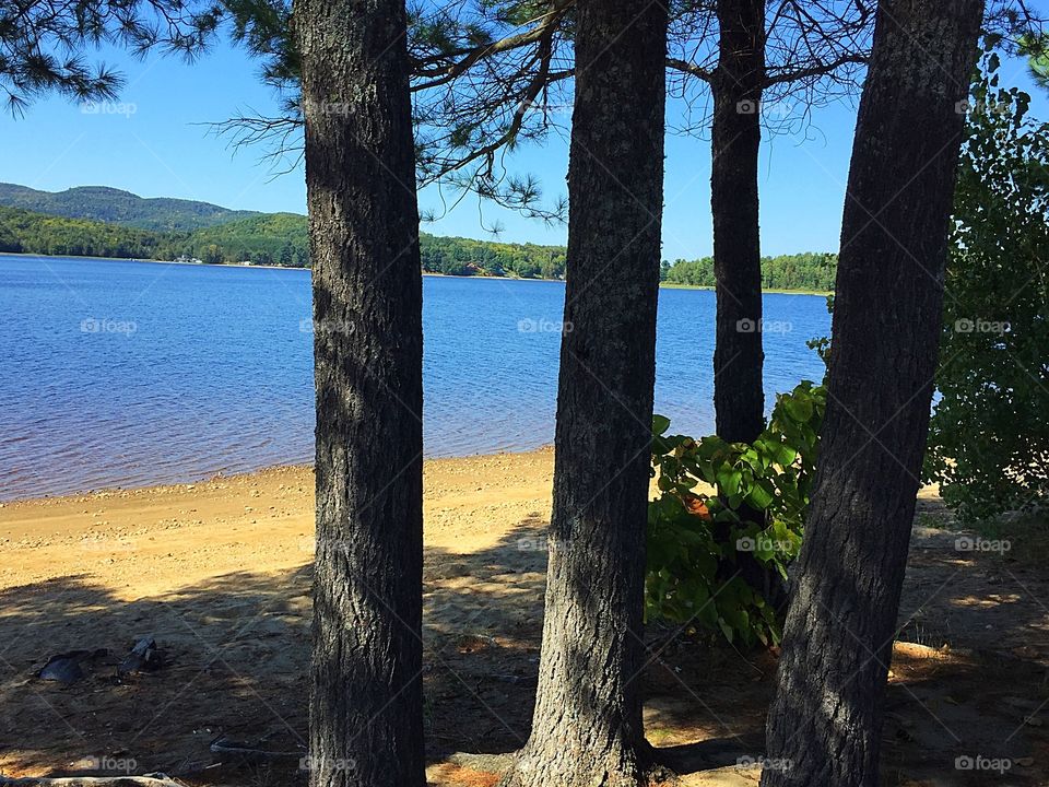 Trees beach and lake 