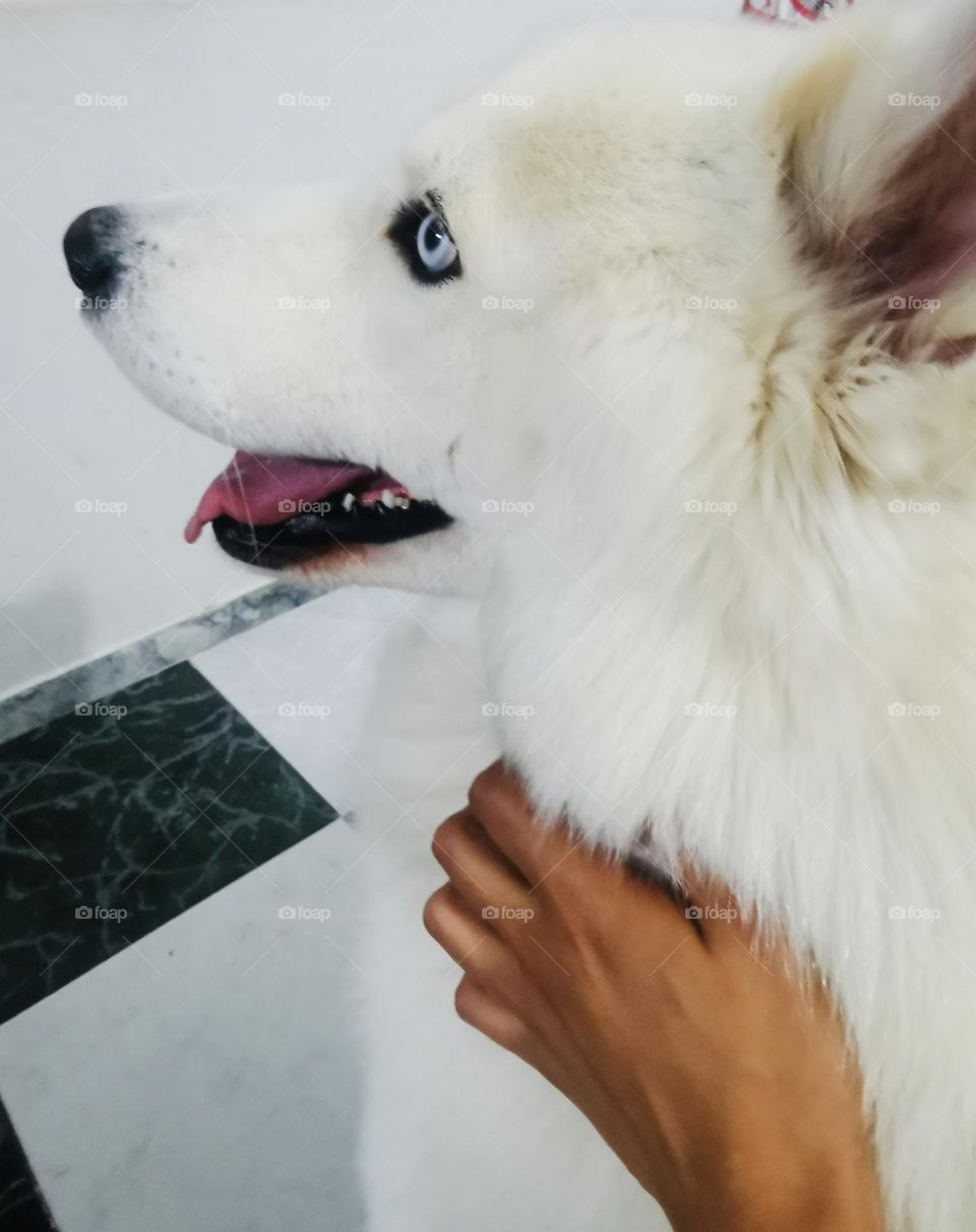 A white husky 