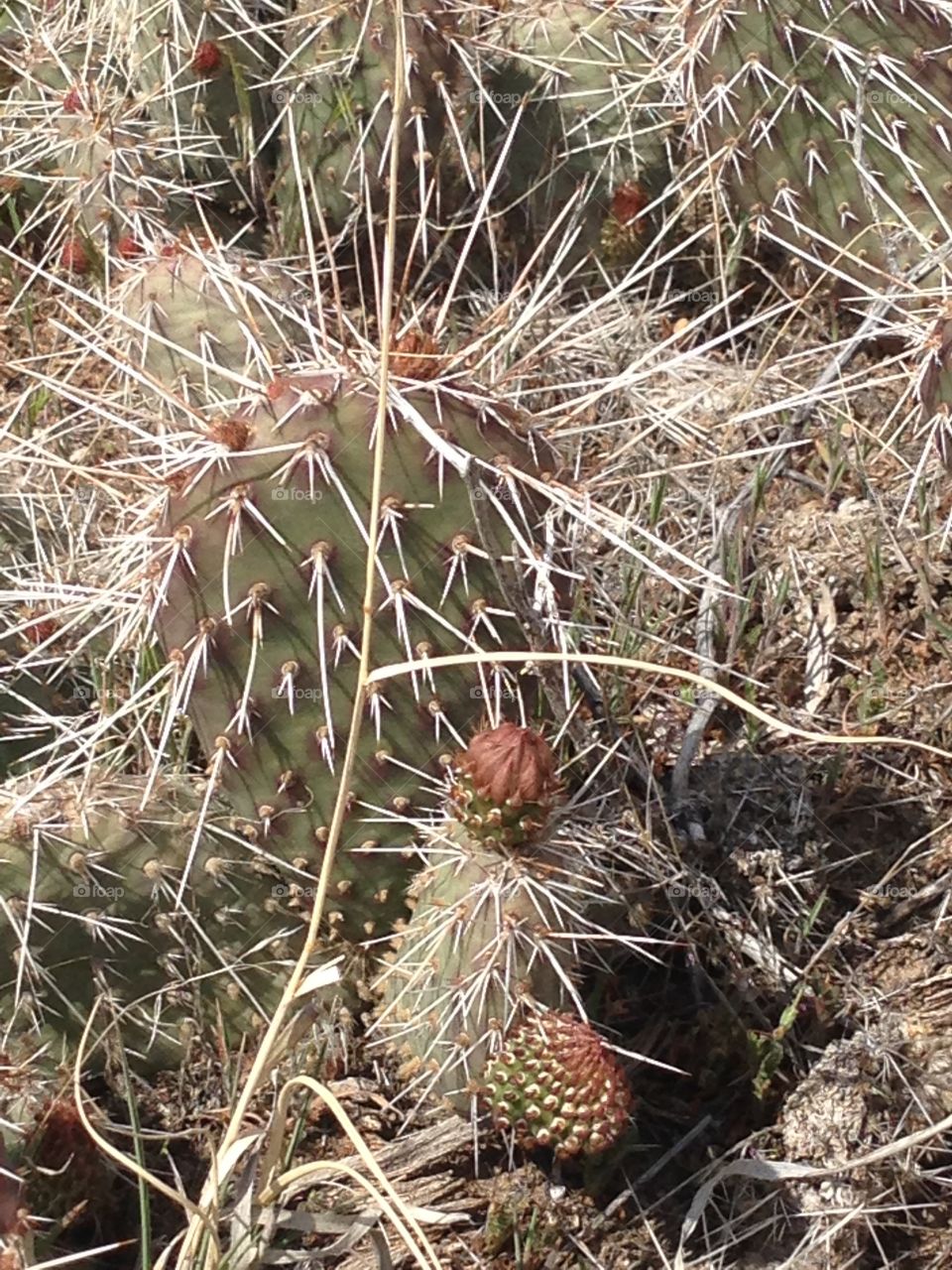 Cactus . Precalie cactus