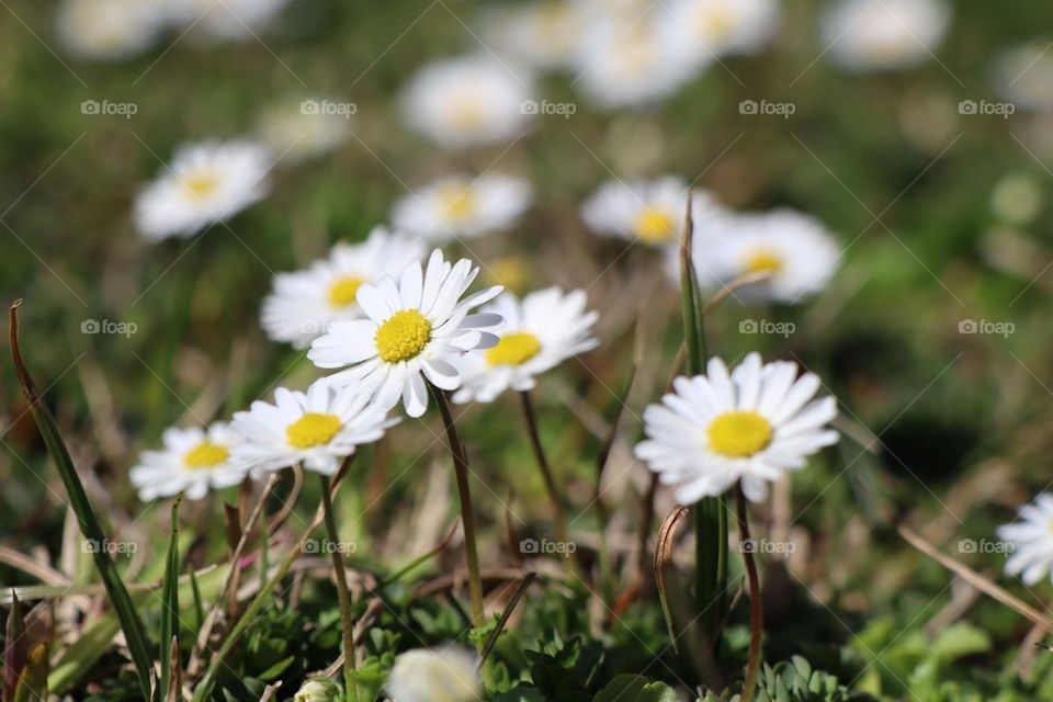 daisies