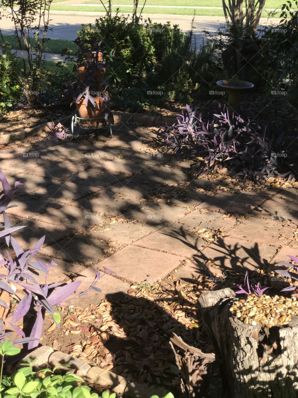 My water efficient Texas yard 