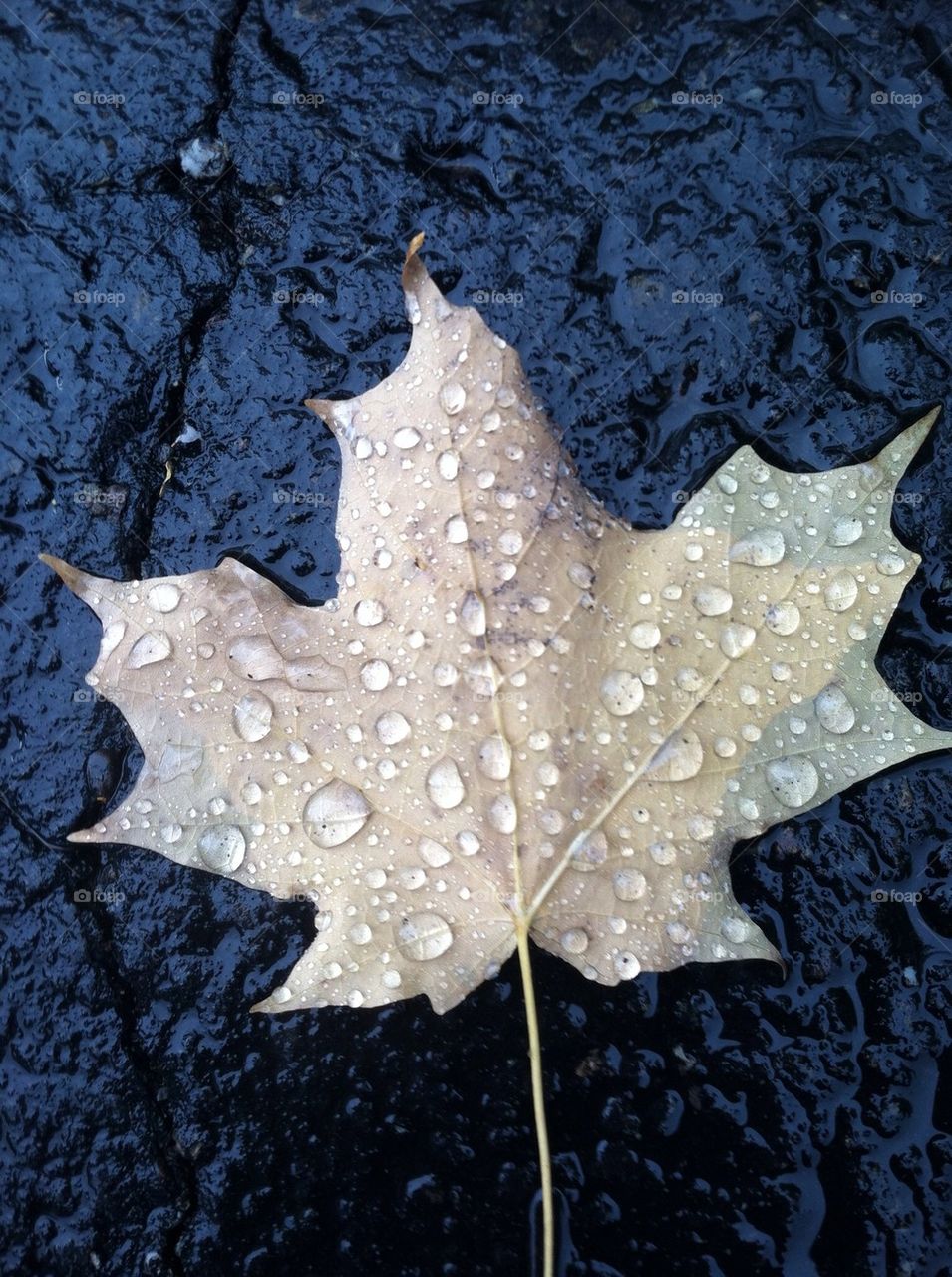 Raindrops on a leaf on the ground in the parking lot