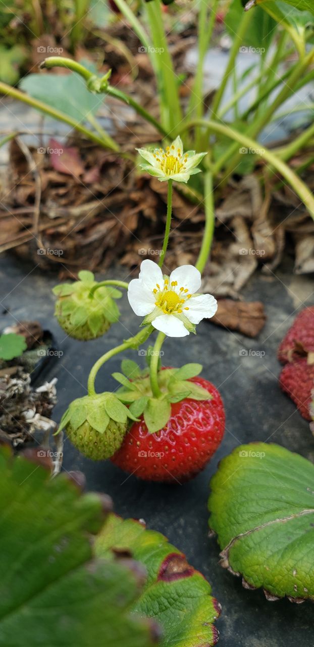 Beautiful trip in the graden"