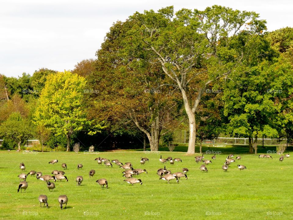 Field of Canadian Geese. Field of Canadian Geese, MI