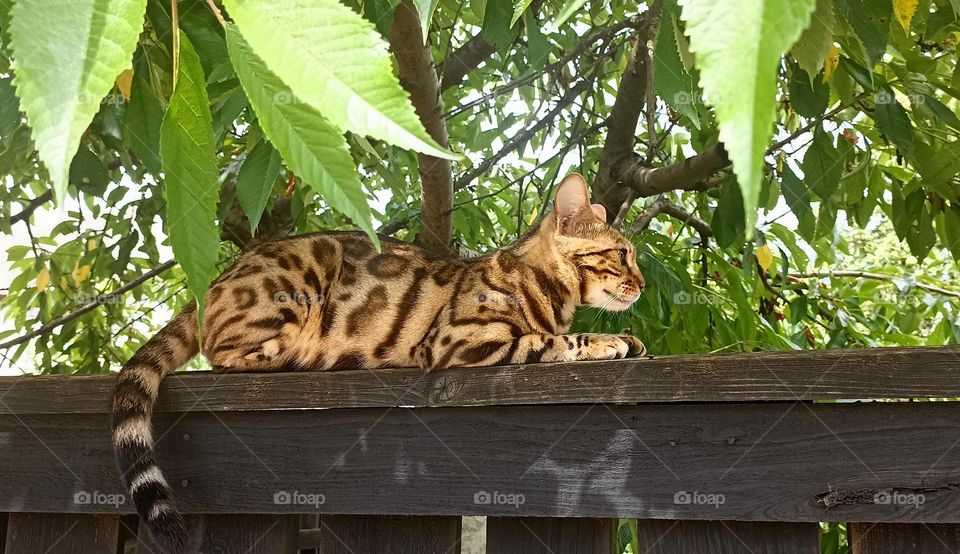 cat beautiful portrait lying on a wooden fence summer time street view