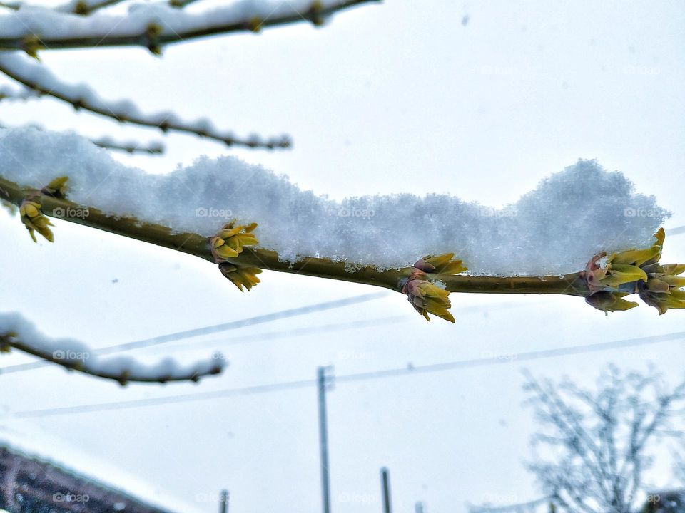 spring and snow