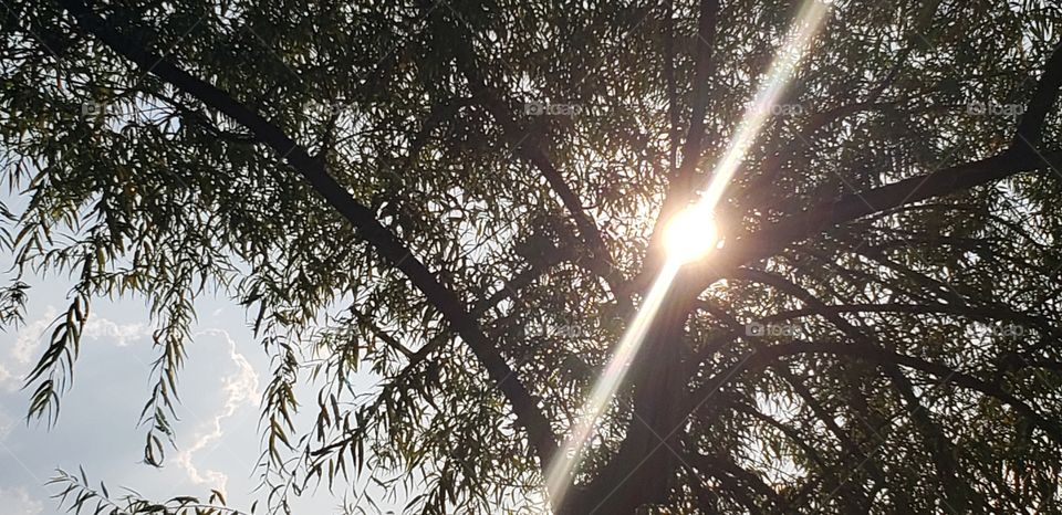 sun shine through the trees