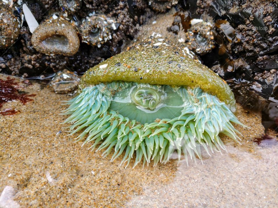 anemone ocean Rock