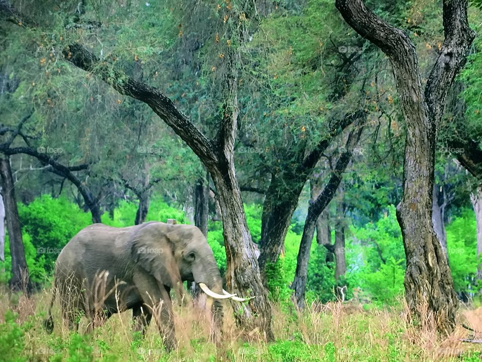 African safari Elephant