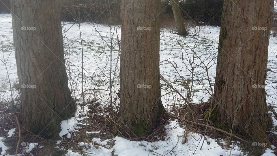 three trees next to forest