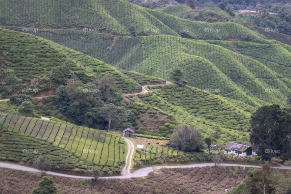 Tea plantation : Kameron Highland Malaysia 