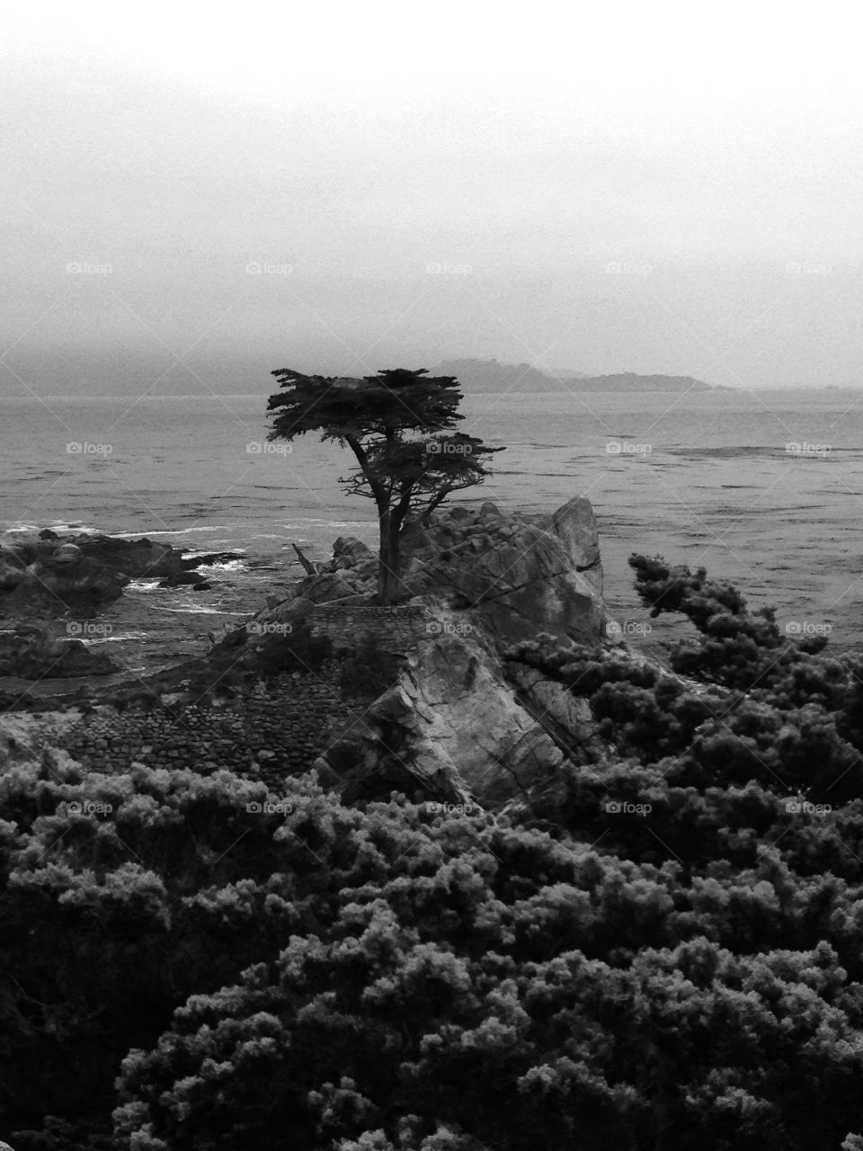 Lonely tree . mile drive Monterey 