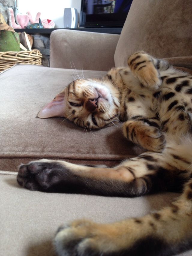 cat