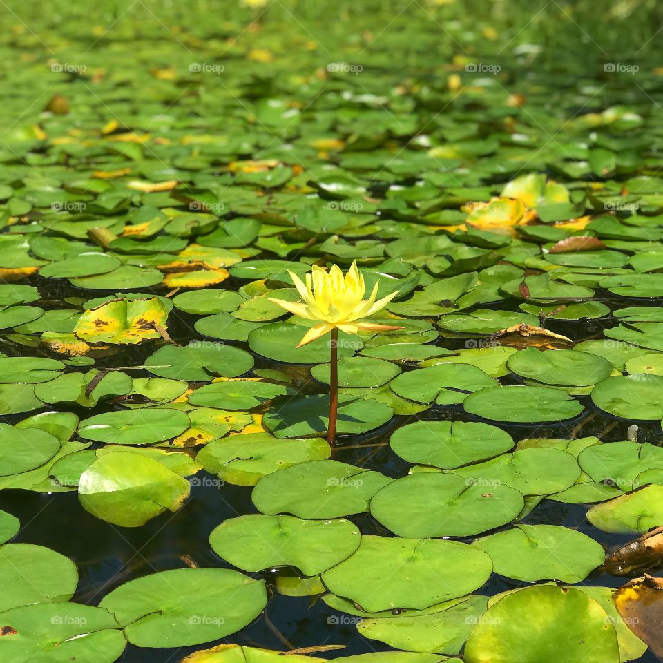 Water lily Pond