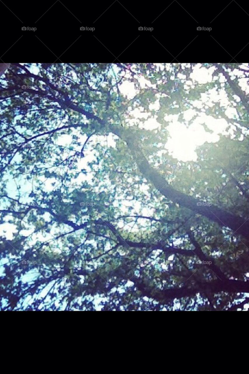 light tree sunlight switzerland by melissa94