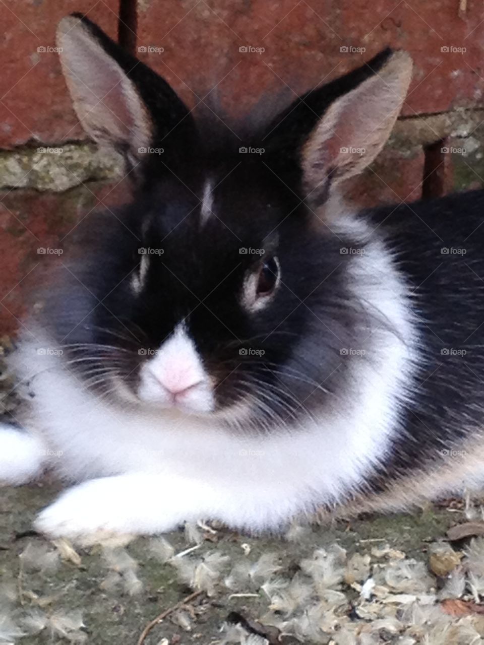 Spike the rabbit chilling in the garden. Handsome boy and he knows it. Fluffy black and white bunny. 