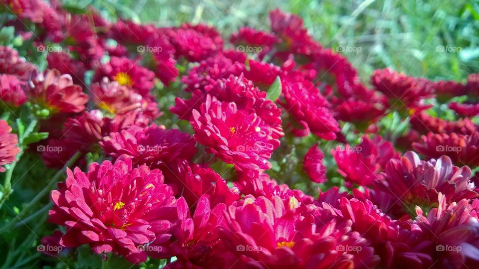 Beautiful flowers 