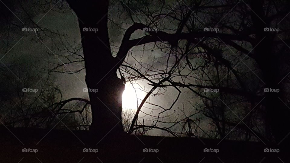 Full moon in the trees