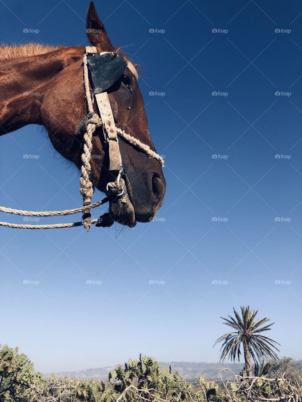 Beautiful horse looking at camera 