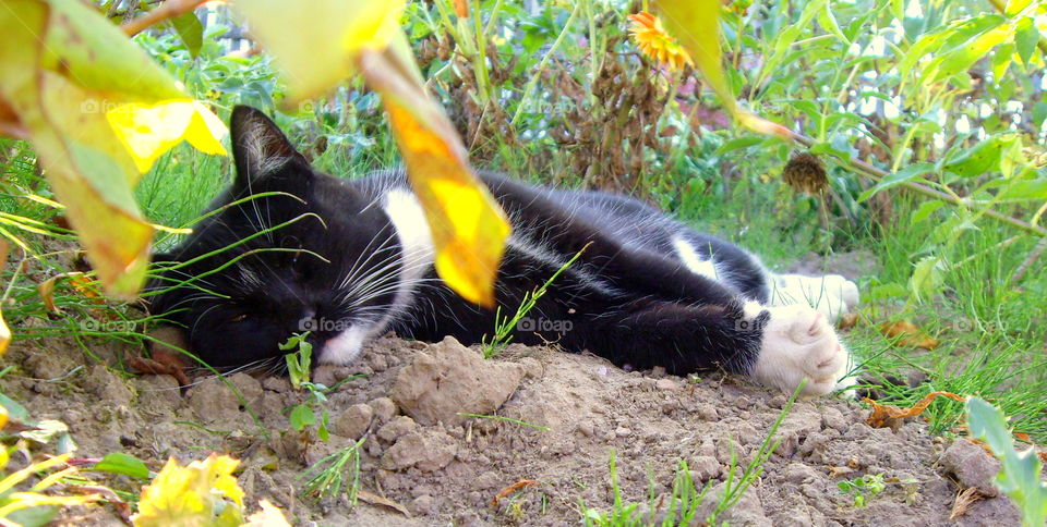 Black cat has time for relax