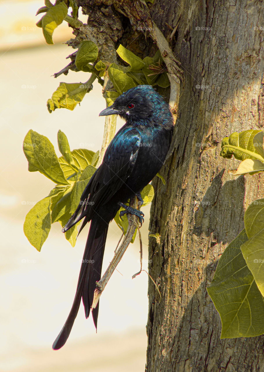 beautiful drongo .. bird watching