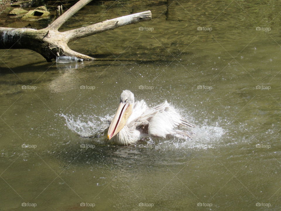 Pelican splash
