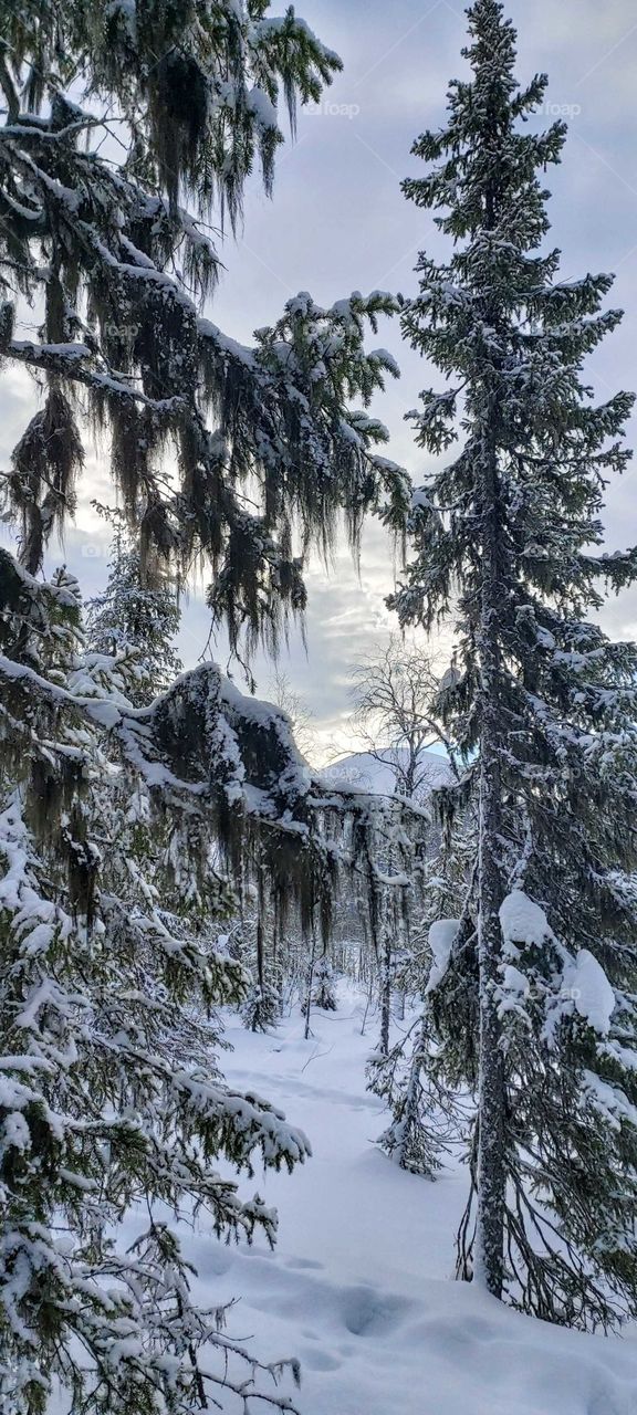 Hanging moss in Lapland