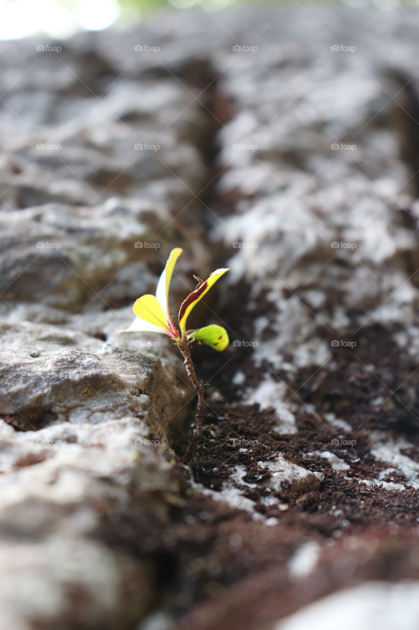 The rock and the hard place, a plant still grows