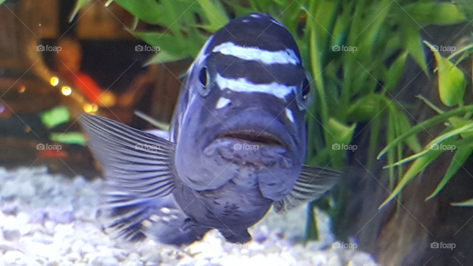 Fish Face Close Up