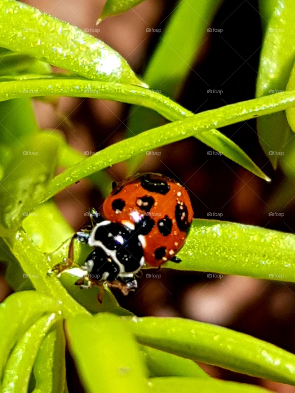 ladybug