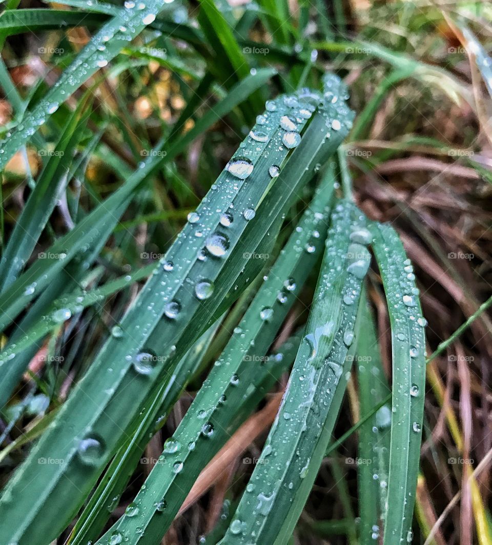 Drops