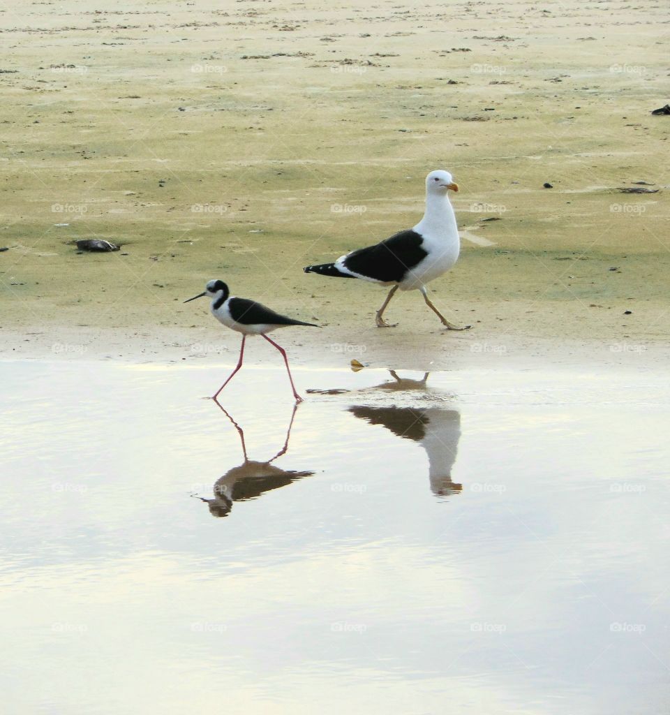 Florianópolis, Santa Catarina, Brasil