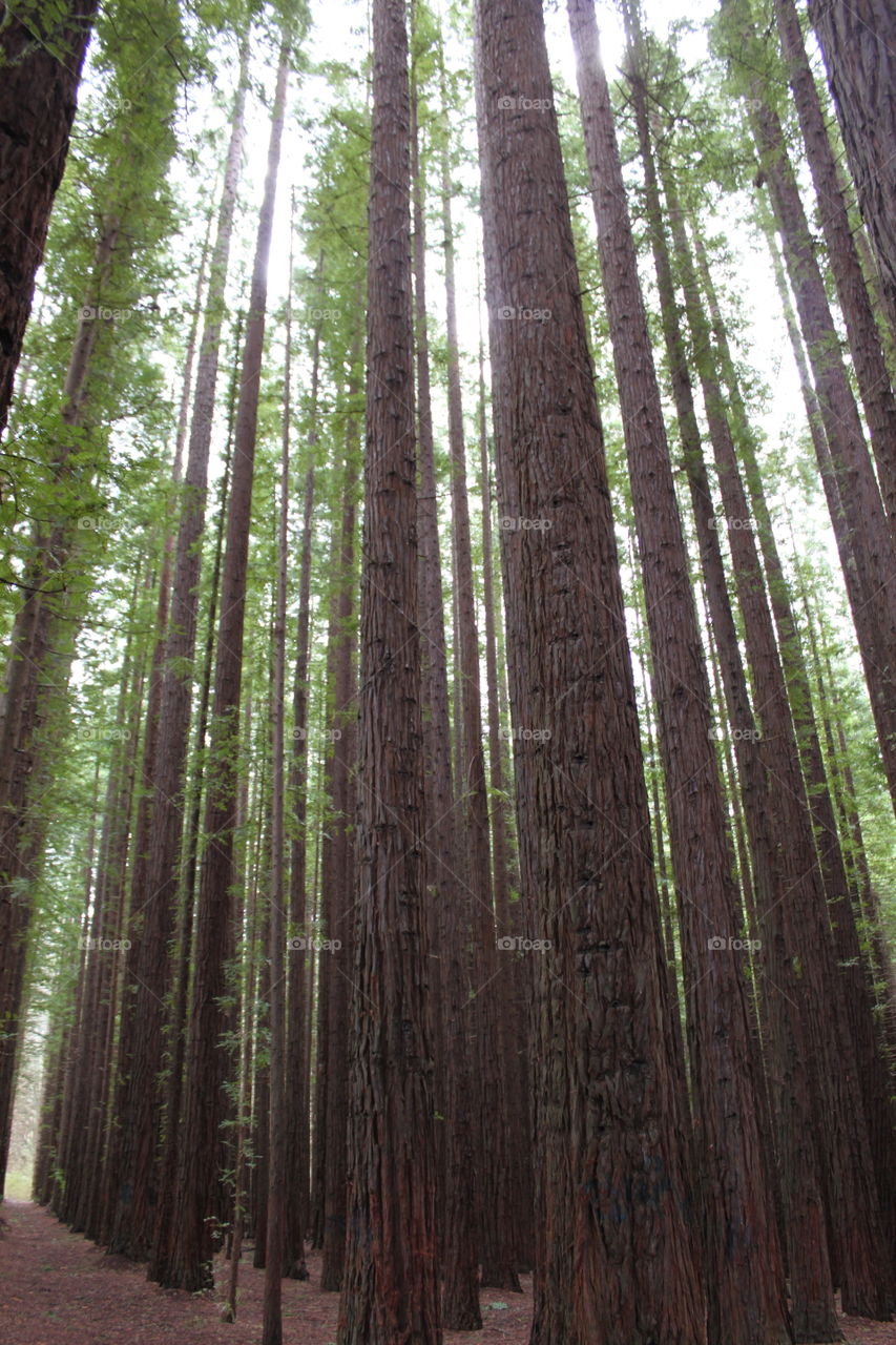 Redwood Forest
