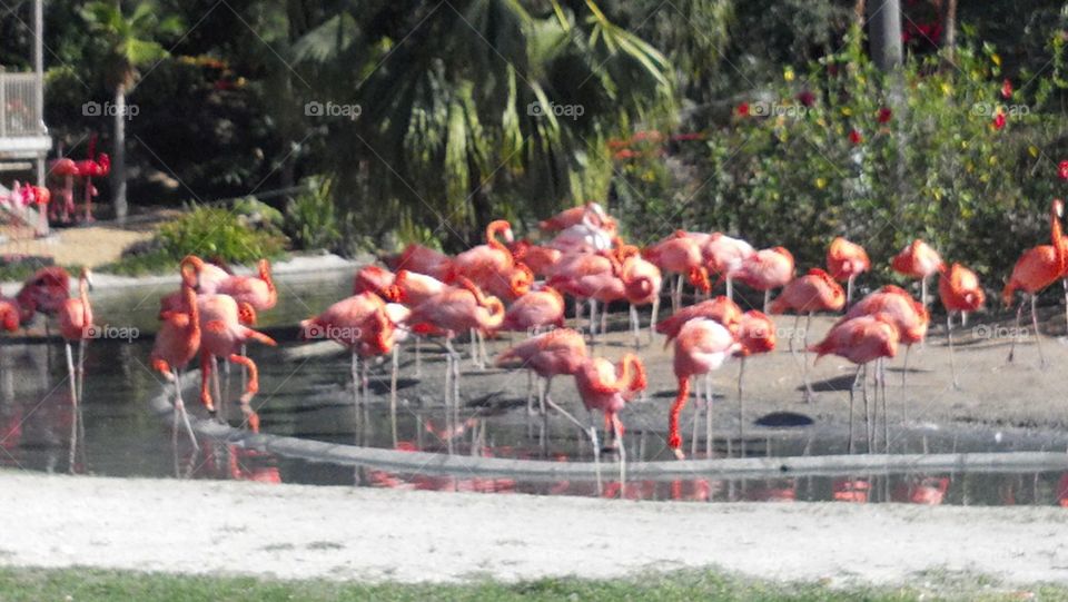 Flamingos