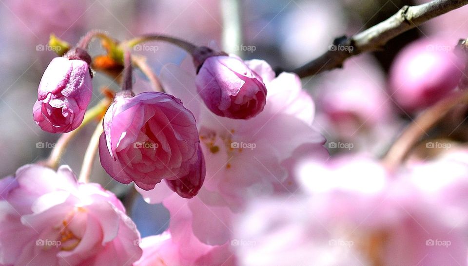 pink tree flower 3. weeping cherry tree