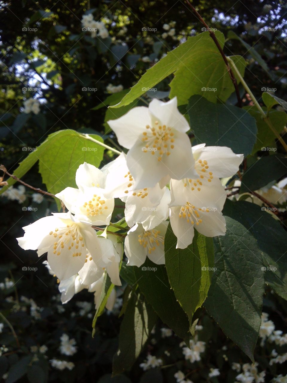 Jasmine. and they smell nice too