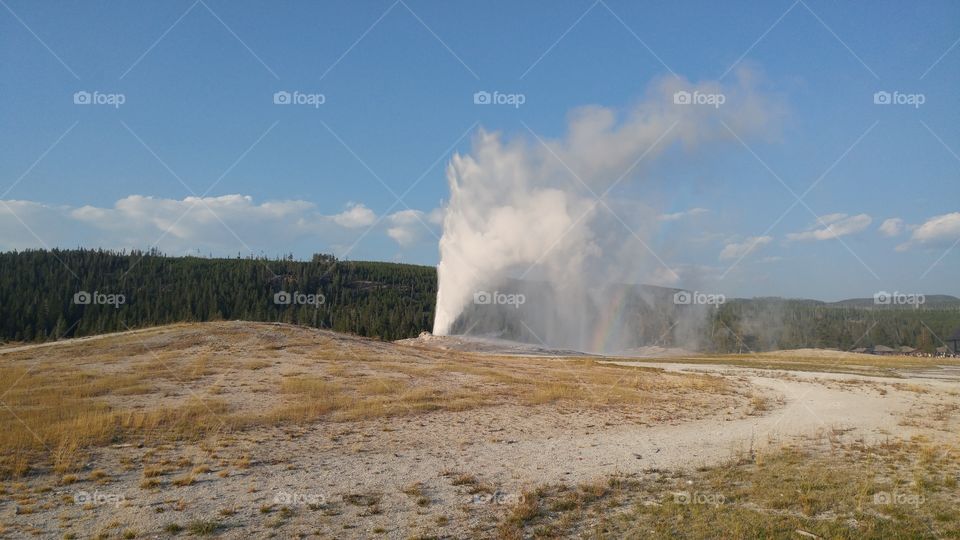 Old Faithful Geyser in Yellowstone National Park on a calm, warm summer day