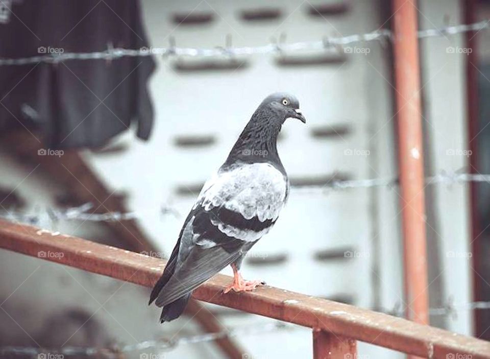 pigeon 