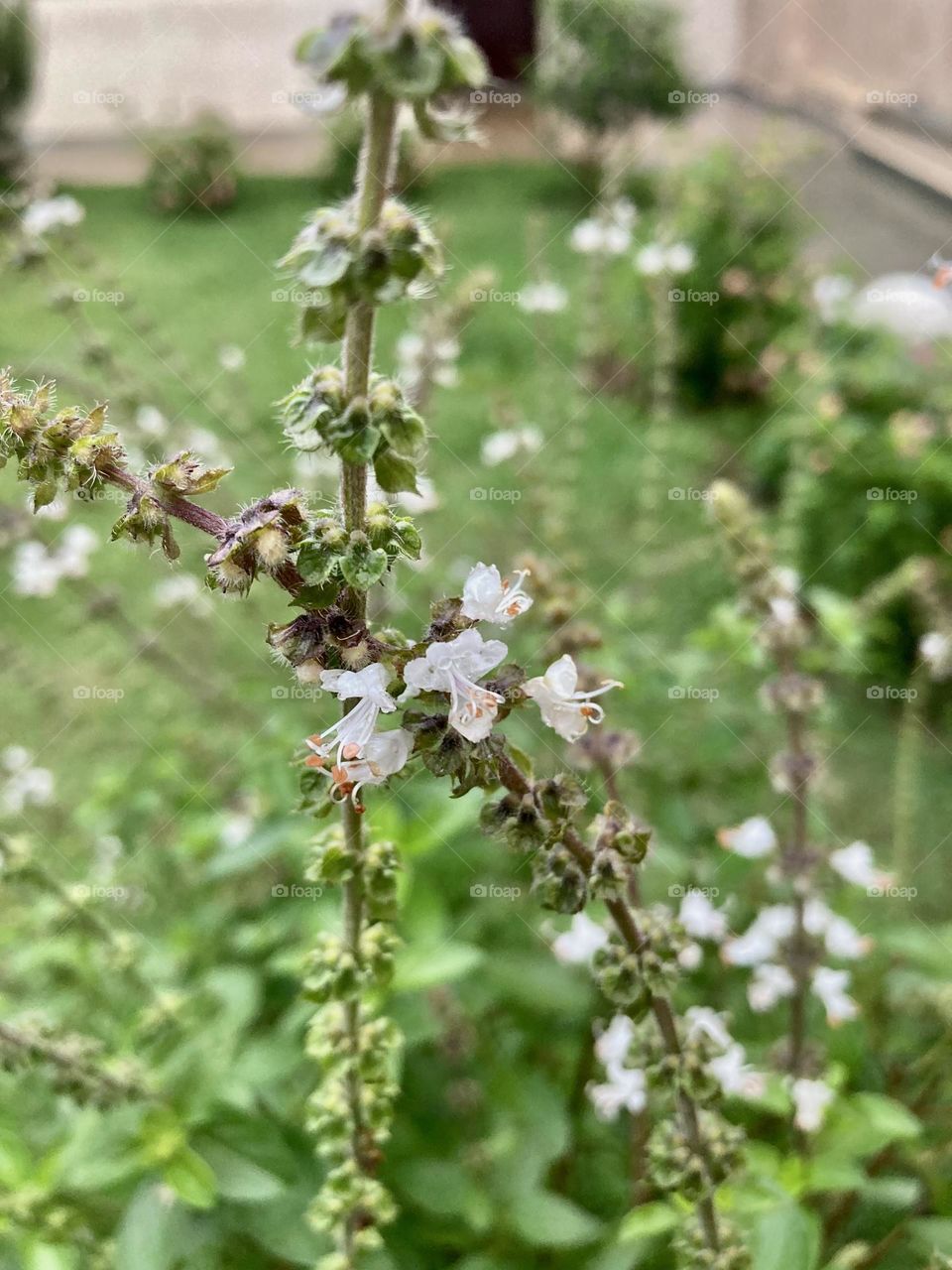 Watering the basil plant is a daily and pleasant task for me!  I LOVE this seasoning, and besides being tasty, it beautifies the garden. / Regar o pé de manjericão é tarefa prazerosa para mim! AMO esse tempero, e além de saboroso, embeleza o jardim.