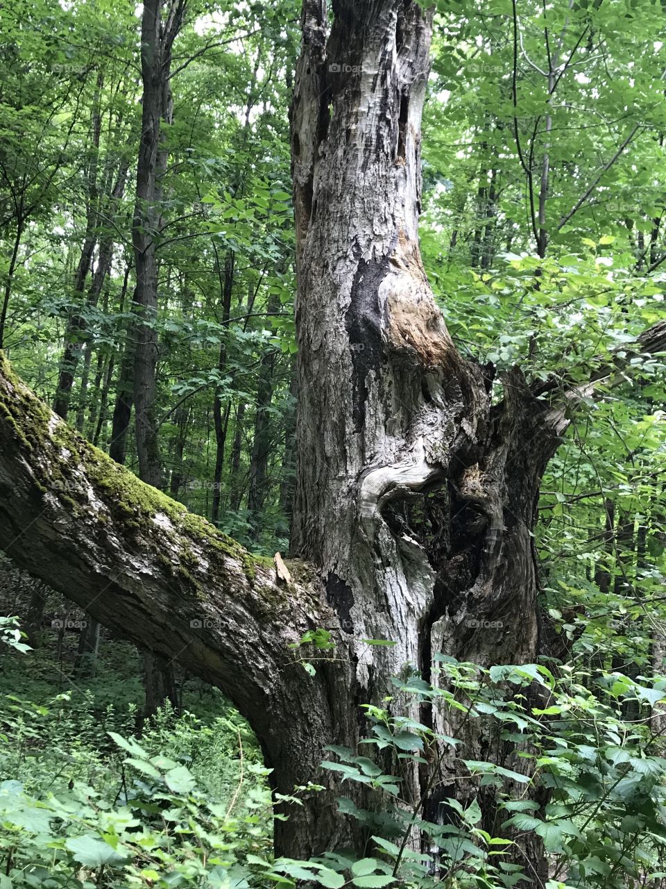 Dead tree in Altmar New York 