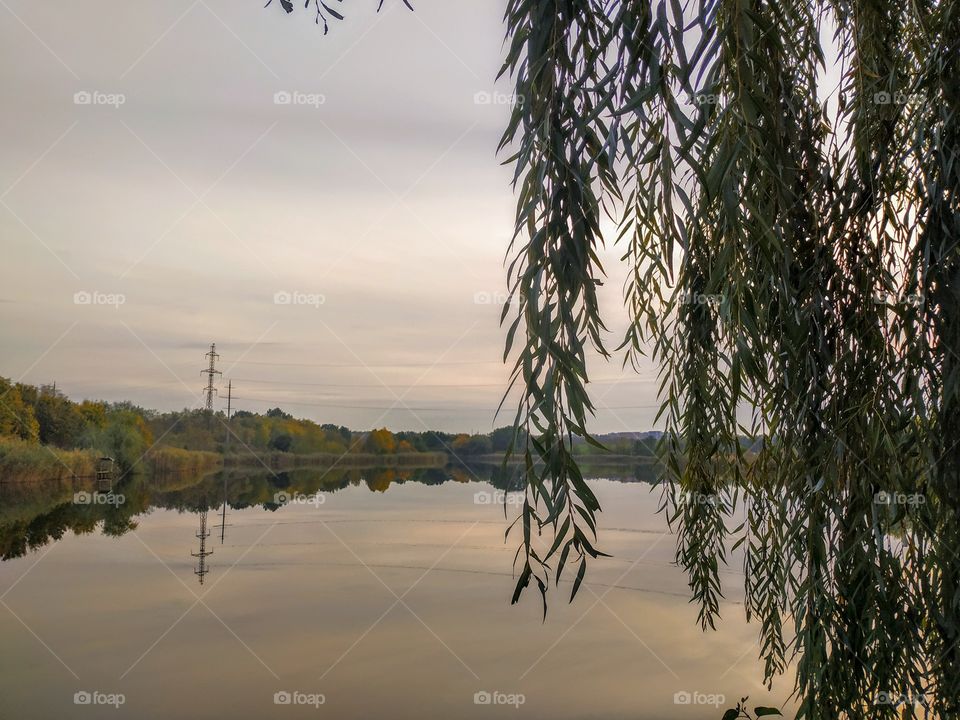 Quiet willow near the water