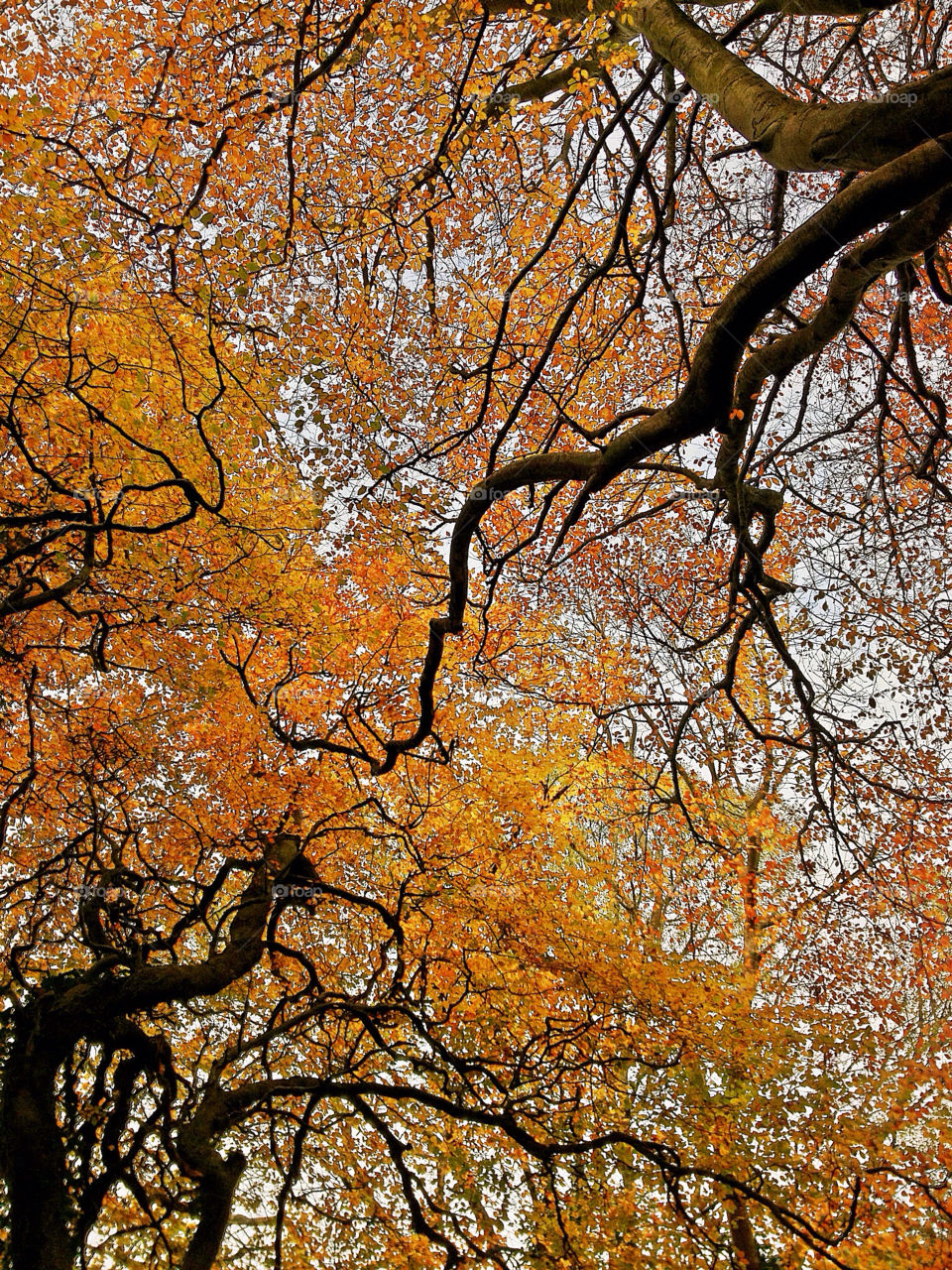 nature ireland trees leaves by aphillips24